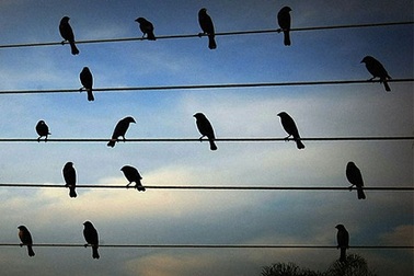 Kỳ lạ những chú chim biết sáng tác nhạc