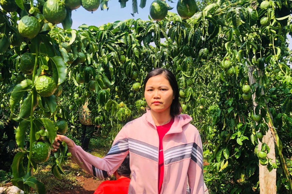 Chủ vườn xót xa nhìn hàng chục gốc chanh dây bị kẻ gian chặt phá - 2 Chủ vườn xót xa nhìn hàng chục gốc chanh dây bị kẻ gian chặt phá - 2