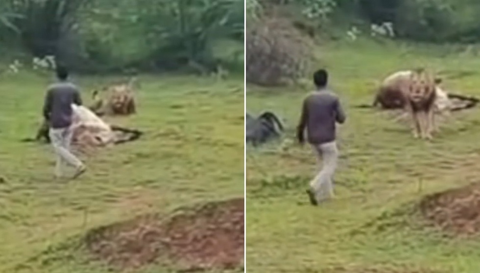 Nổi bật tuần qua: Người đàn ông liều lĩnh tiếp cận sư tử để quay phim