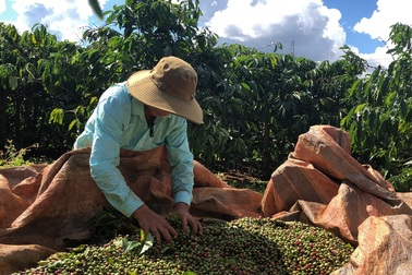 Chủ vườn cà phê ở Gia Lai "đỏ mắt" tìm nhân công thu hoạch