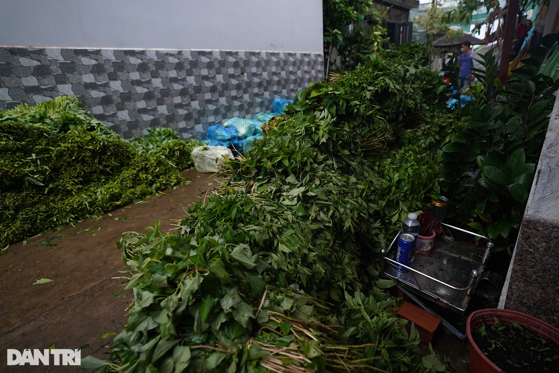 Hàng nghìn bó rau nghĩa tình gửi tặng người dân vùng dịch ở TPHCM - 11