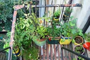 Sống gần các khu vực xanh, thiên nhiên liên quan đến tuổi thọ