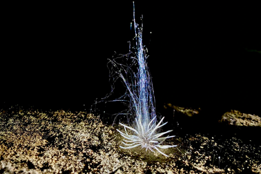 Phát hiện loài sinh vật lạ trong Vườn Quốc gia Phong Nha - Kẻ Bàng