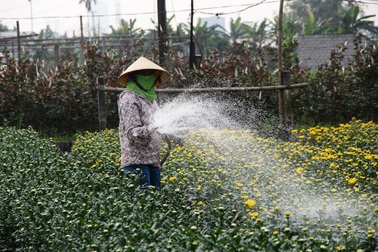 Tất bật trên cánh đồng hoa Tết