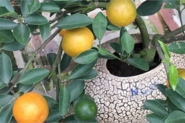 Vườn quất bon sai hình hạc giá trăm triệu của ông chủ đất Tứ Liên