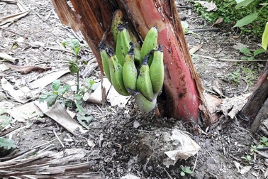 Độc lạ cây chuối trổ buồng ở gốc chỉ đúng... một nải chuối