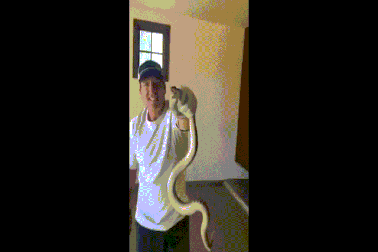 Dùng gậy đánh golf bắt rắn như chuyên gia ở Mỹ