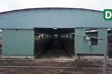 VIDEO: “Đột nhập” đại dự án 4500 tỷ nơi con trai cựu Chủ tịch BIDV Trần Bắc Hà tự ý bán bò lấy tiền tư túi