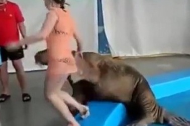 Video hải mã vỗ mông người đẹp gây "sốt" trên Internet