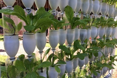 Muôn kiểu trồng rau "không đụng hàng" của "nông dân phố"