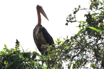 Chiêm ngưỡng những động vật quý hiếm ở Vườn quốc gia U Minh Hạ