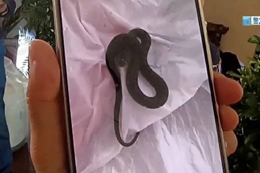 Sau chuyến du lịch dài ngày, cặp đôi sốc khi thấy cảnh này ở phòng khách