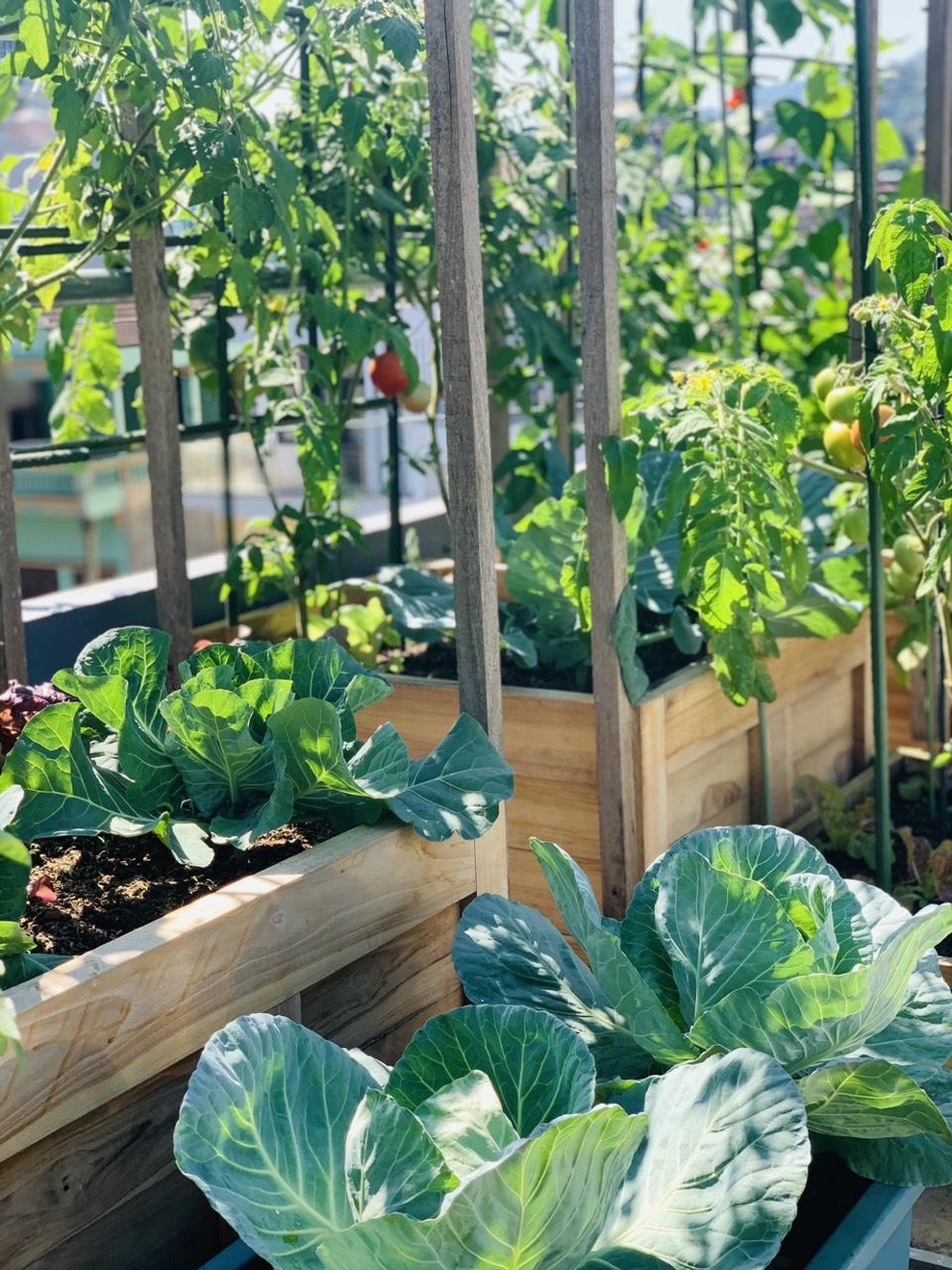 Mẹ đảm Sơn La chia sẻ bí quyết làm vườn sân thượng bội thu, đẹp như tranh - 8 Mẹ đảm Sơn La chia sẻ bí quyết làm vườn sân thượng bội thu, đẹp như tranh - 8