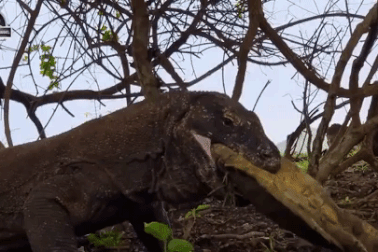 Rồng Komodo nghiền nát mai rùa bằng lực cắn khủng khiếp