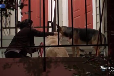 Cảm động chú chó trung thành đợi chủ hàng tuần bên cổng