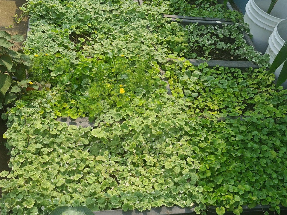 Trang trại rau 100m2 toàn giống lạ trên sân thượng của cô gái Bình Dương - 7 Trang trại rau 100m2 toàn giống lạ trên sân thượng của cô gái Bình Dương - 7