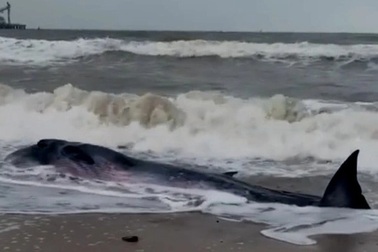 Hàng chục người giải cứu cá voi nặng gần 2 tấn mắc cạn