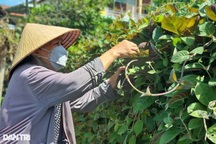 Cả làng rủ nhau trồng cây leo hàng rào, chăm sóc khỏe, bán đắt tiền
