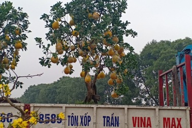 “Hái ra tiền” với nghề vận chuyển cây cảnh ngày cận Tết