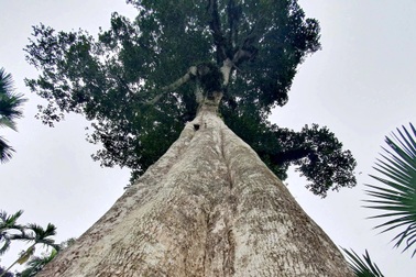 Hai cây "báu vật" hơn 200 năm tuổi thương lái trả tiền tỷ, dân không bán