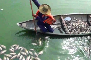 Tình trạng cá chết ở hồ trung tâm Đà Nẵng  ngày càng nhiều