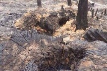 Chủ tịch tỉnh Bắc Giang chỉ đạo xử lý tình trạng tàn phá, hủy hoại rừng