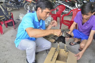 Bàn giao chim quý bắt được ở Sài Gòn cho Thảo Cầm Viên