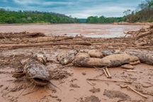 9 năm sau vụ vỡ đập Fundao: Thảm họa môi trường chưa thể khắc phục