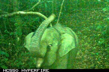 Phát hiện cá thể voi mới sinh trong khu bảo tồn qua bẫy ảnh