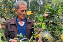 Lão nông "phù thủy" ở Hà Nội với biệt tài ghép năm loại quả trên một cây