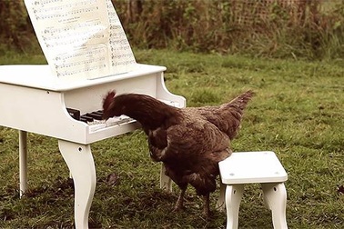 Gà trổ tài đánh đàn piano siêu đỉnh