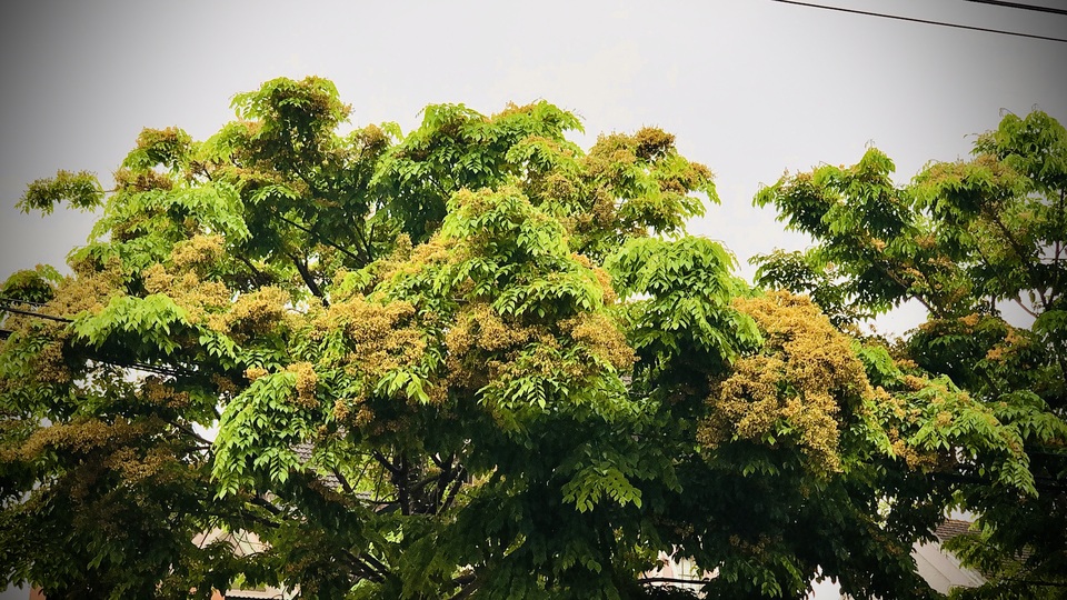 Mùa hoa Giáng Hương rực rỡ thành Vinh - 5 Mùa hoa Giáng Hương rực rỡ thành Vinh - 5