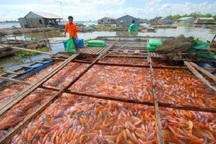 Làm giấy thông hành 1 sản phẩm thuỷ sản: Sếp nhận 5 triệu, “cò” 2 triệu...