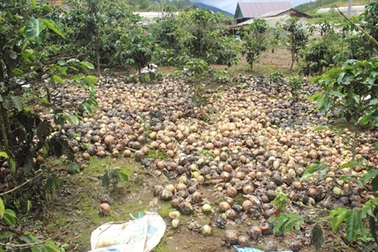 Đổ hàng chục tấn hành tây "thối" vì chờ lên giá