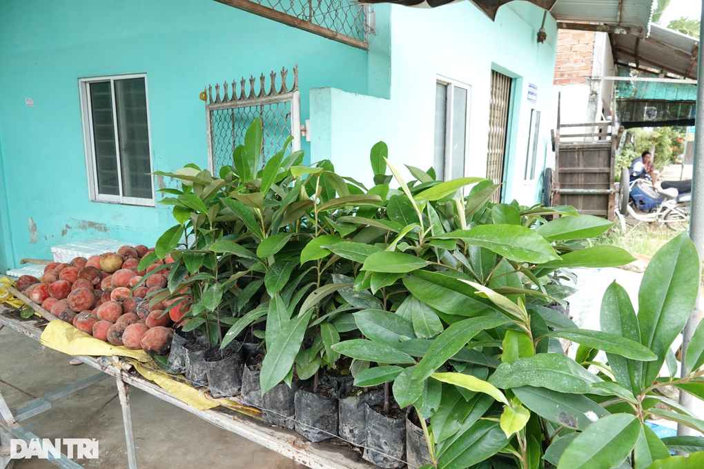 Woman earns hundreds of millions of dong every year by growing strange peaches - 3