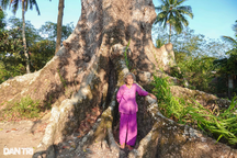 Mục sở thị cây bàng "cô đơn" hơn 400 năm tuổi ở Sóc Trăng