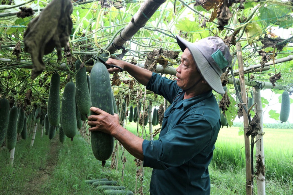 Bí đao rớt giá lúc lỉu trên giàn, nông dân Quảng Nam lao đao - 3 Bí đao rớt giá lúc lỉu trên giàn, nông dân Quảng Nam lao đao - 3