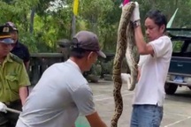 Trăn gấm dài hơn 2m chui vào ngư cụ của dân