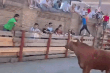 Tự tin vì có rào chắn an toàn, du khách "trêu ngươi" bò tót và cái kết