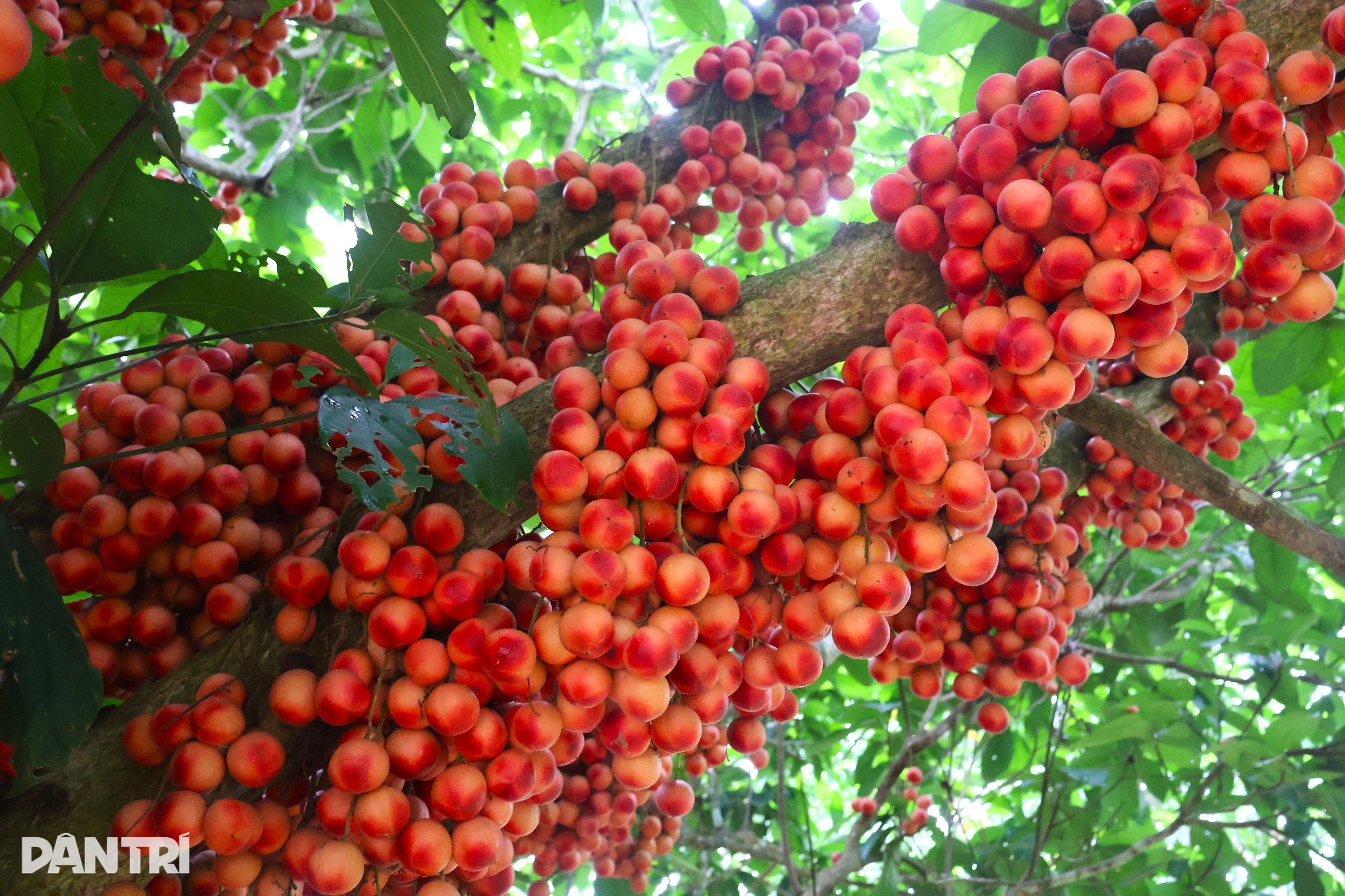 Nông dân thu lợi kép từ loại cây đặc sản quả đỏ từ gốc đến ngọn  - 1