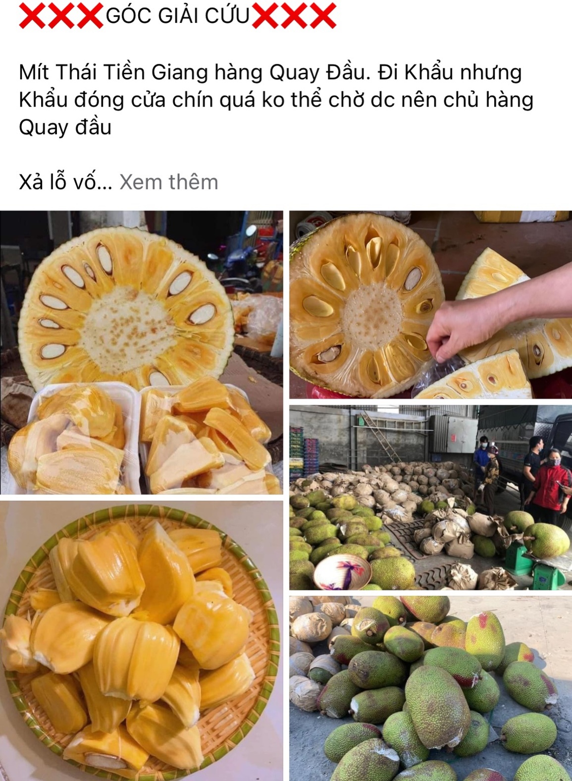 Tắc cửa khẩu, mít Thái ồ ạt quay đầu về Hà Nội bán tràn vỉa hè gỡ vốn - 5 Tắc cửa khẩu, mít Thái ồ ạt quay đầu về Hà Nội bán tràn vỉa hè gỡ vốn - 5