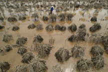 Phú Thượng, Nhật Tân thành vùng đào chết sau khi nước sông Hồng rút