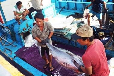 Mô hình “tàu mẹ - tàu con” giúp ngư dân yên tâm bám biển