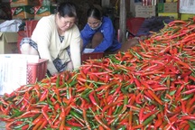 Giá ớt tăng “đột biến”, nông dân thu lãi lớn
