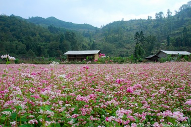 Bí kíp cho chuyến ngao du cao nguyên đá Hà Giang mùa tam giác mạch