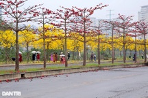 Hà Nội sẽ trồng mới 250.000 cây bóng mát trên các tuyến đường giao thông
