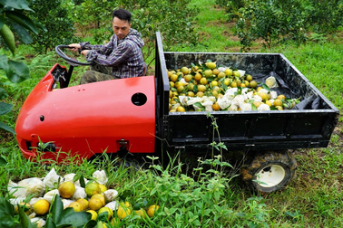 Loại quả đặc sản trồng ở vùng núi, giá cao vẫn "cháy" hàng