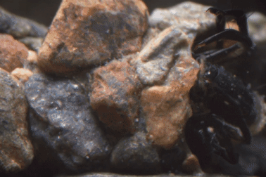 Xem ấu trùng dùng đá và tơ tạo nên “bộ áo giáp” kiên cố nhất thế giới động vật