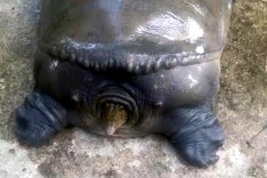 Xôn xao Hải Dương: Con ba ba khủng nhất Bắc bộ