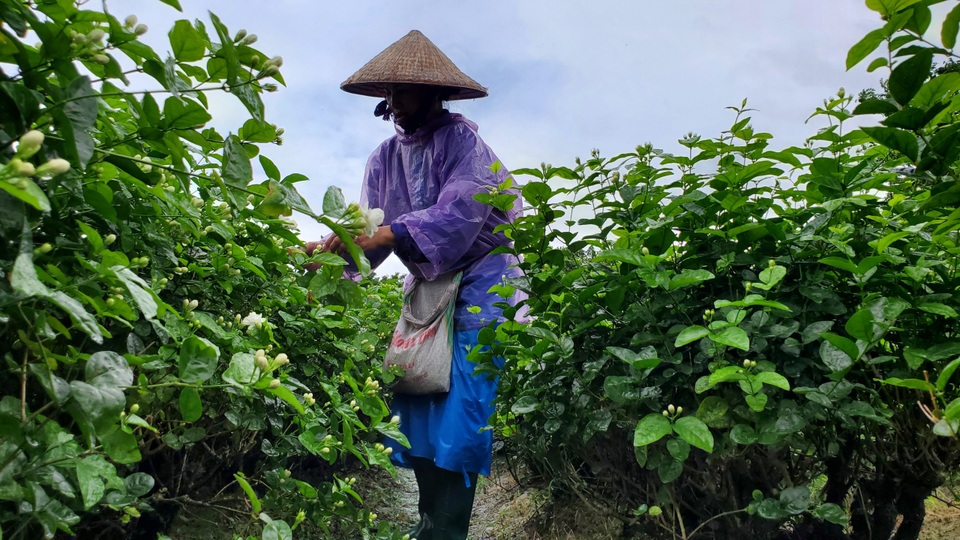 Thu hàng chục triệu đồng/vụ từ thứ hoa chẳng thơm cũng thể... - 6 Thu hàng chục triệu đồng/vụ từ thứ hoa chẳng thơm cũng thể... - 6